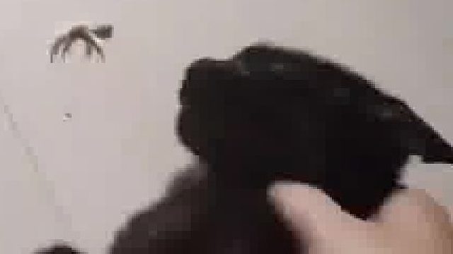 男子从小就将猫和鸟养在一起自猫生产完后直接将养得鸟给吃了男子：要不是看在猫还在喂奶我早就把它杀了