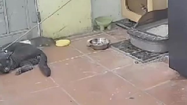 老鼠天天偷吃狗粮，狗主人于是换了只猫守在那，“人事变动”！