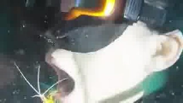 女子潜水时的神奇体验，在海中张开嘴，让小虾游入清洁牙齿，医生虾就业简历：给人类清理过口腔