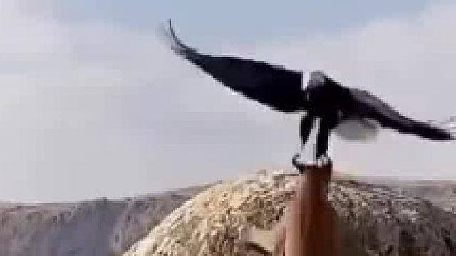 美洲狮扑向老鹰，一个陆地王者一个空中霸主，谁会成为谁的食物呢