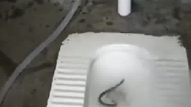 直接用一桶水冲下去还有可能哦​