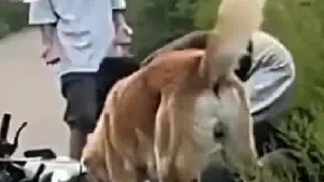 男子带两只大狗出门，母子带一小狗骑电车路过，大黑狗上去就咬住了小狗​