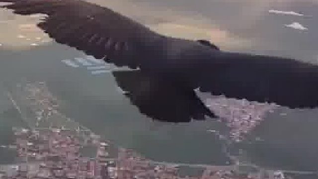 国外博主体验滑翔伞时，在空中遇到老鹰还站在脚上了