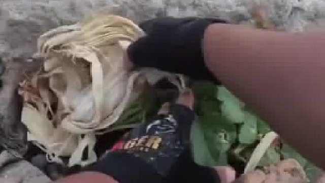 男子河边遇野生西瓜，见其还小就放东西遮挡住不料再去看时