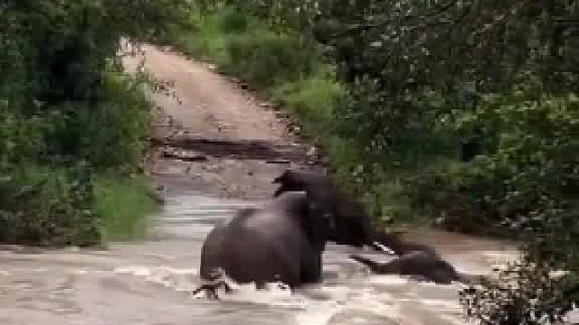 大象在洪水中拯救小象