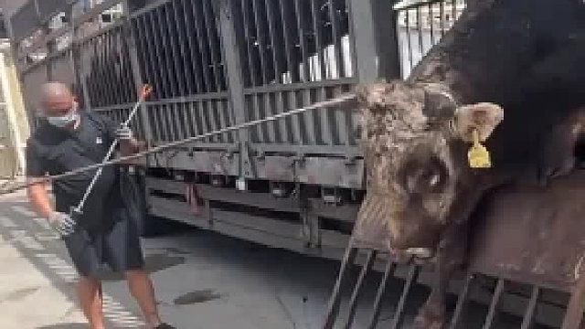 众人用力拉着疑似腿被折断的牛下车，一男子强行用力掰折牛的尾巴。