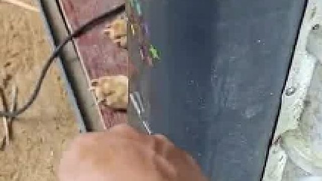 男子靠近狗狗对他呲牙示威，看到男子手里递出来的肉当场尴尬住​
