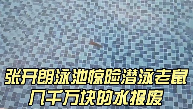 张开朗泳池惊险潜泳老鼠，几千万块的水报废