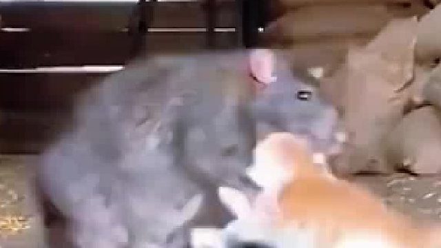 虽然个子小，胆子却不小，这才是猫咪该有的勇气