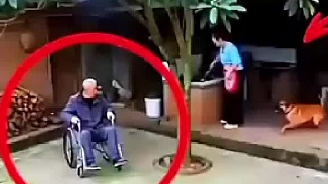 它不只是宠物，更是降落人间的天使，以无声的温柔守护着主人的昼夜
