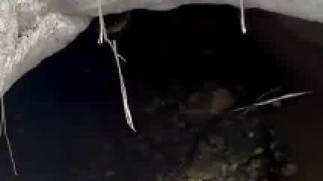 网友在一水渠内发现一只小鳄鱼，刚想近距离看就被深处的大鳄鱼吓退