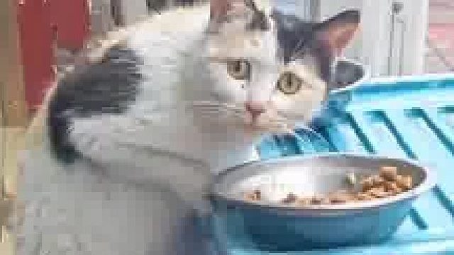 喂流浪猫遇上自己送养的小猫，以流浪的模样再次相见，心一下碎了