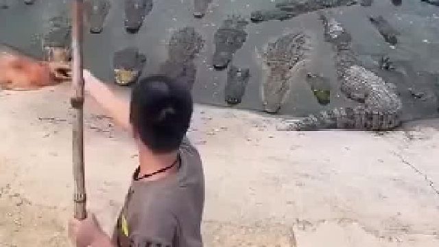鳄鱼硬扛数百下铁锹拍打，皮厚到离谱！