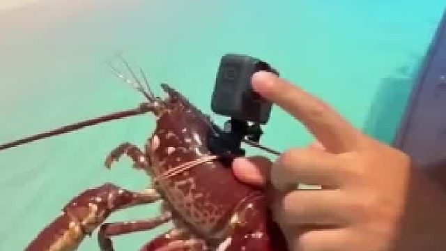 来看看龙虾回家后的样子！