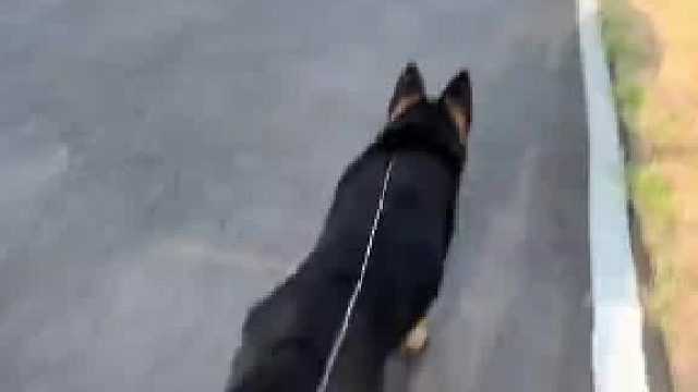遛狗专门治户外遛狗不栓绳的，狗子也能听懂 点到为止