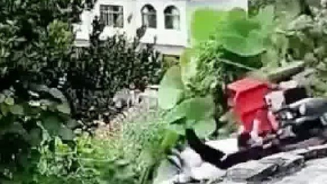 女子骑三轮车过窄路，轮胎撞上台阶整车翻进菜地