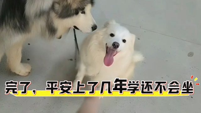 完了，太子平安上了几年学还不会坐