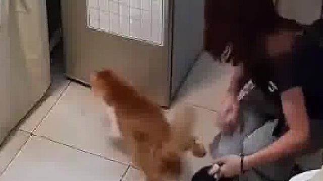 “迷糊”主人不知道小猫怀孕，下班回到家发现猫咪已经生崽惊讶大喊