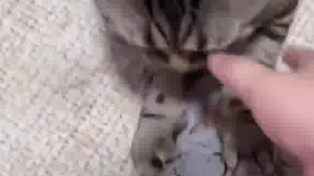 小猫咪把主人的拖鞋当猫抓板，抓起来没轻没重的脚背直接被抓流血了​