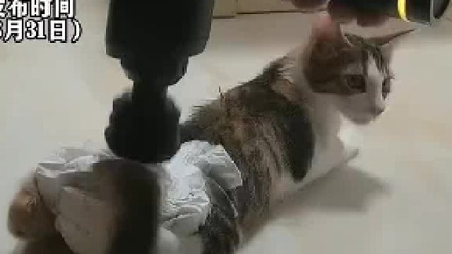 养了四个月的小猫发情了，无奈拿纸尿裤垫着用筋膜枪按，网友别这么搞会更严重 ！！