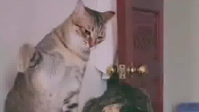 大猫为什么不还手？​