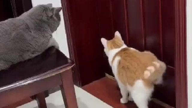猫咪在门口敲门，一秒钟猫咪出了好几脚