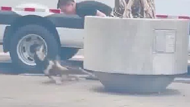 男子见狗狗在地上睡觉，小心翼翼过去吓它