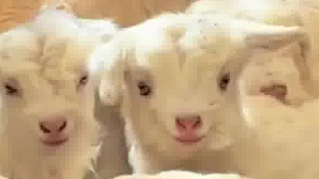 男子晒出家里的小羊羔，每一只小羊羔仿佛都在笑