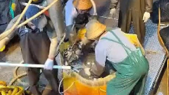 海龟是要放掉的