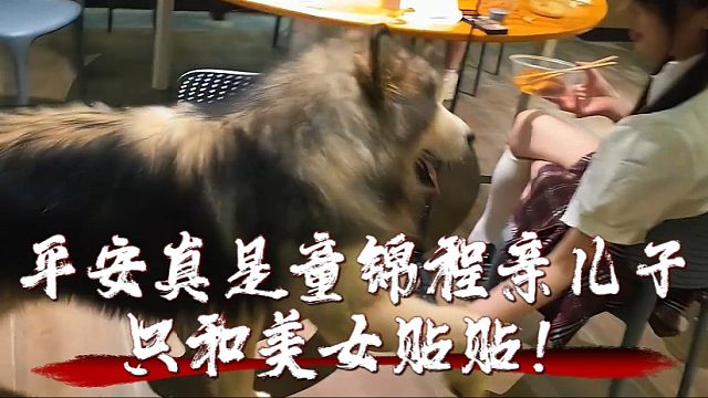 平安真是童锦程亲儿子，只和美女贴贴！