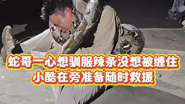 【小小小酷哥】蛇哥一心想驯服辣条没想被缠住，小酷在旁准备随时救援