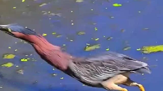 丝滑捕猎瞬间合集