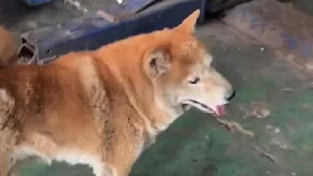 狗也知道这个人是善意的，痛了，但没攻击