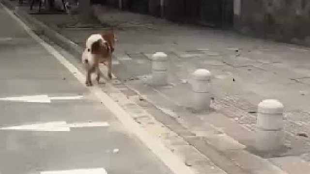 女孩带着大黄在无人的马路上散步，没想到路边的野狗突然发起攻击