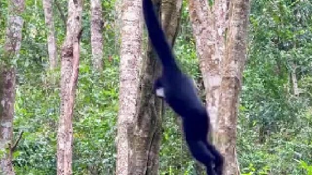 长臂猿：不打架，就撩闲。猴哥血压都高了