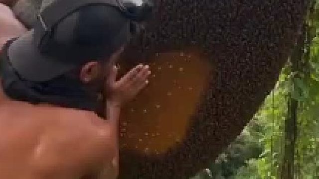 终于知道为什么蜂蜜卖的这么贵了
