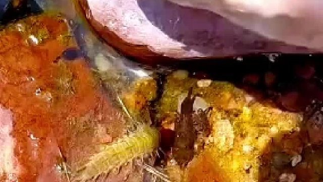 家人们谁懂啊！河边发现的神奇生物居然能捕食青蛙