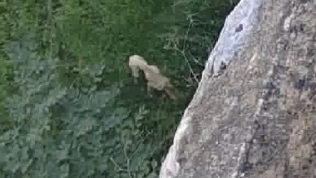 女子路过发现流浪狗掉进干枯的水库里，被饿得皮包骨头只能先给它扔点吃的​