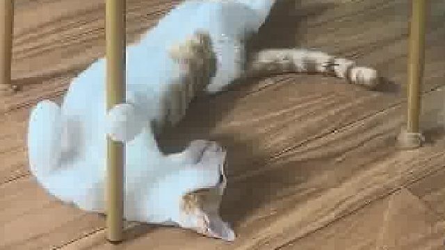 第一眼：这年头连鸭子过的都比我好