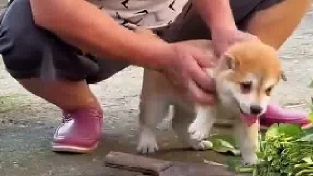 狗狗害怕了​