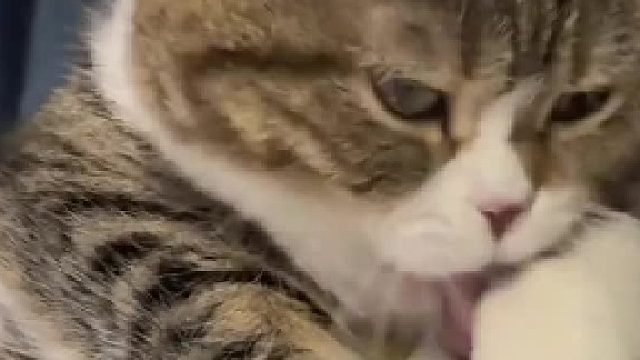 小猫洗澡被主人偷拍发到网上​