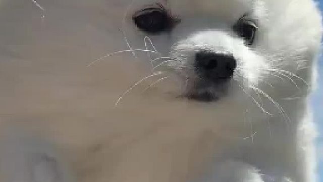 举起小狗，小狗就会开启狗刨模式