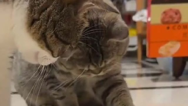 小猫第一次见到知了，听到它的叫声直干哕