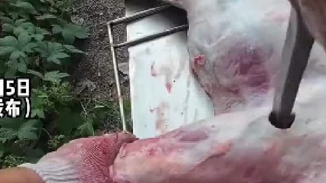 烤羊师傅正低头处理食材，客人突然过来指着烤羊说缺斤少两，烤羊师傅还给她解释一番