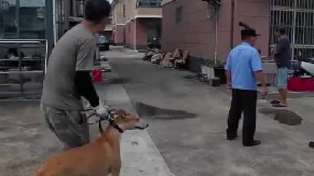 无害化是不是煮了？