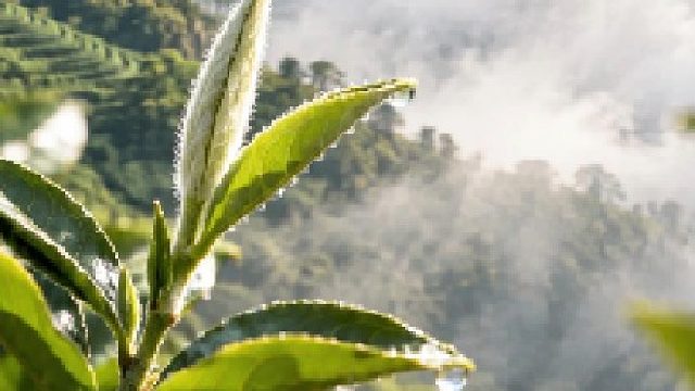 心灵壹号明道 | 白茶里藏着怎样的山水灵气?