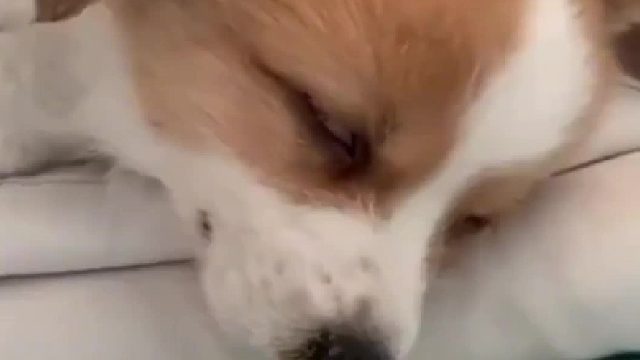 终于发现狗狗精神状态差的原因了