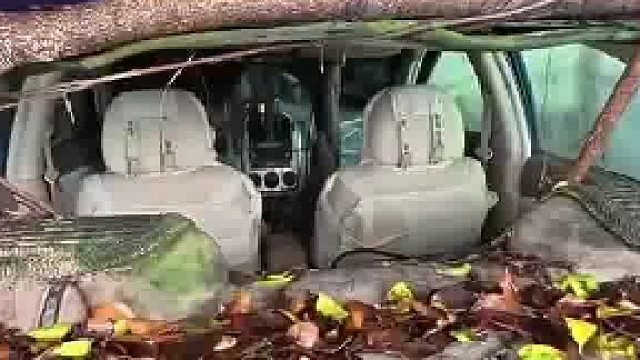 “僵尸车”长期停放在榕树下，竟被榕树气根钻进车身