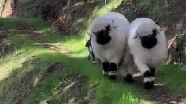 多可爱啊