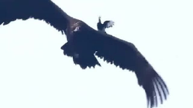 胆大包天的喜鹊​